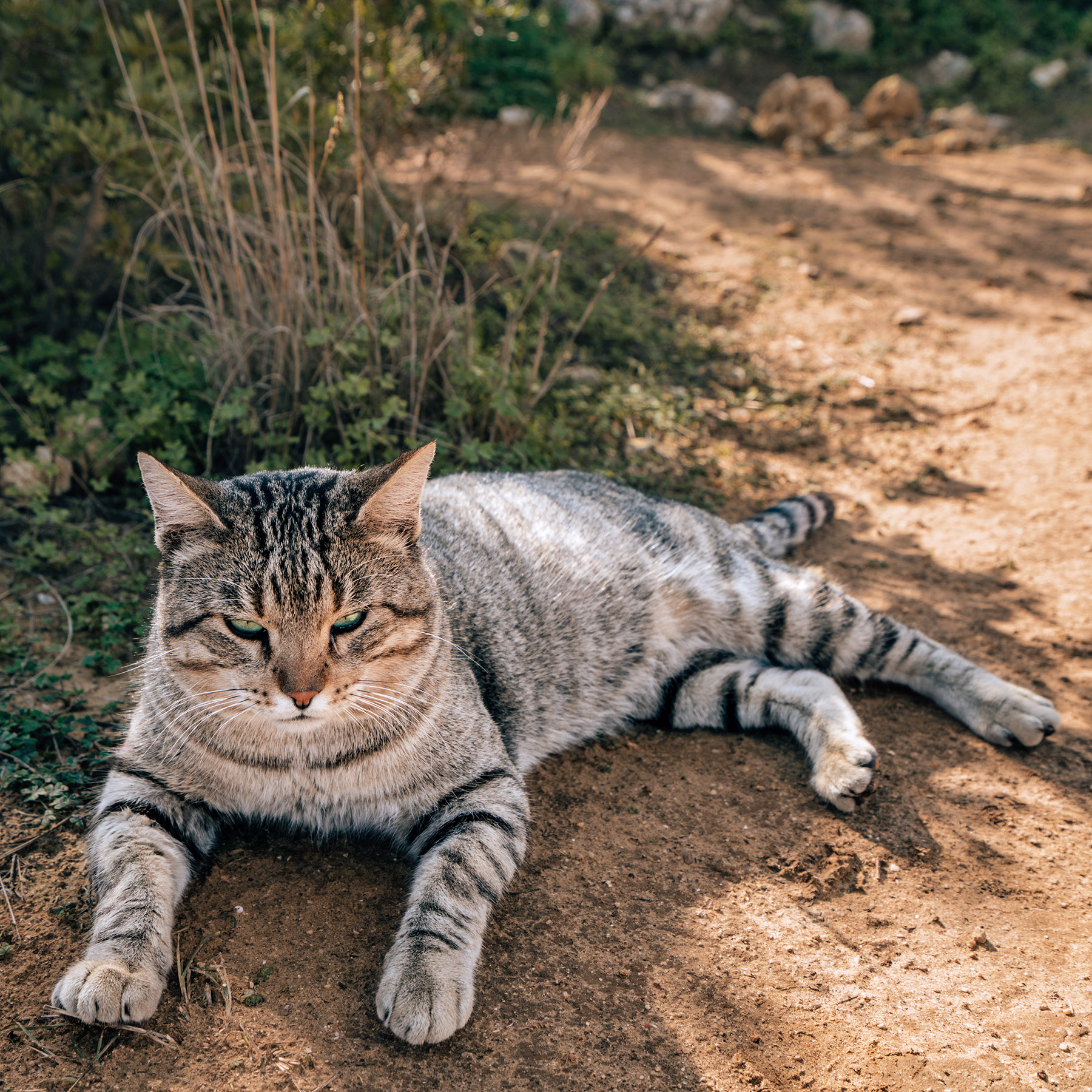 Katze Portugal Reiseblog La Blonde Blog Urlaubstipps